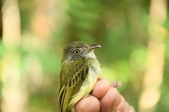 Oncostoma cinereigulare