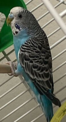 Melopsittacus
