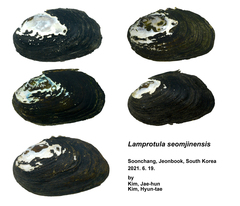 Lamprotula seomjinensis