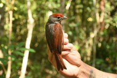 Piranga roseogularis