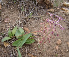 Ledebouria ovalifolia