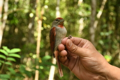 Piranga roseogularis