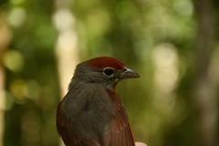 Piranga roseogularis