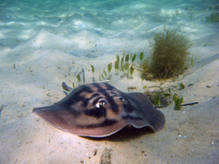Urolophus cruciatus