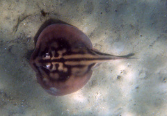 Urolophus cruciatus