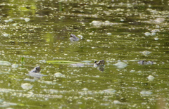 Chrysemys picta marginata