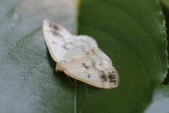 Lomographa temerata