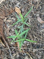 Thyrsanthella difformis