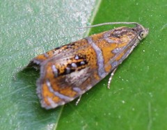 Olethreutes arcuella