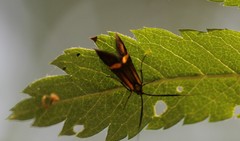 Nemophora degeerella