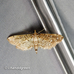Metoeca nymphulalis