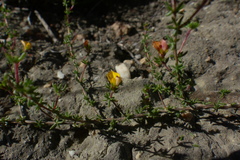 Aspalathus hypnoides