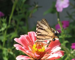 Iphiclides podalirius