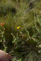 Aspalathus hypnoides