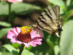 Iphiclides podalirius