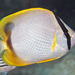 Spotfin Butterflyfish - Photo (c) Kevin Bryant, some rights reserved (CC BY-NC-SA)