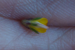 Aspalathus hypnoides