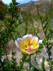 Calochortus plummerae