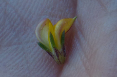 Aspalathus hypnoides