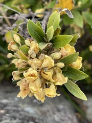 Anastrabe integerrima