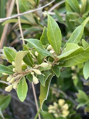 Anastrabe integerrima