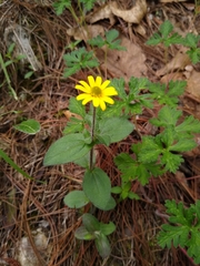 Melampodium montanum