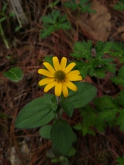 Melampodium montanum