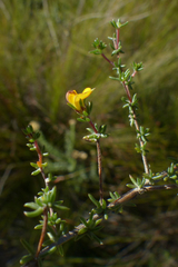 Aspalathus hypnoides