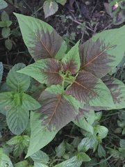 Amaranthus tricolor
