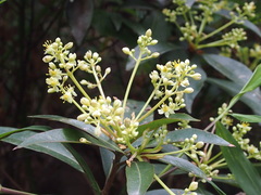 Machilus