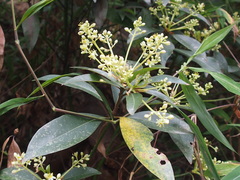 Machilus