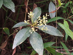 Machilus