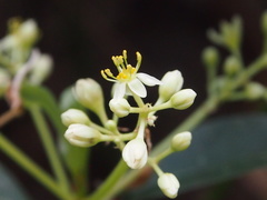 Machilus