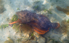 Macroctopus maorum