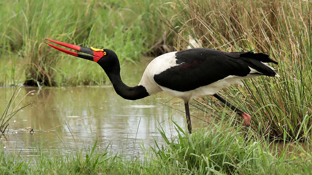 Saddle-billed Stork
