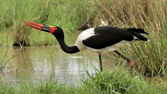 Saddle-Billed Stork photo 4
