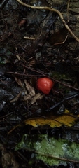 Leratiomyces erythrocephalus