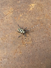 Anoplophora horsfieldii