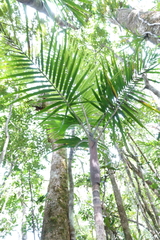 Clinosperma bracteale
