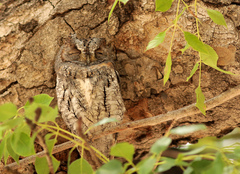 Otus senegalensis