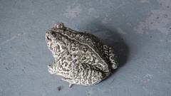Anaxyrus fowleri