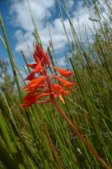 Disa ferruginea