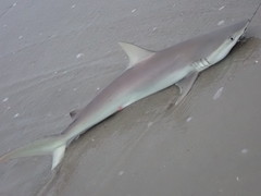 Carcharhinus acronotus