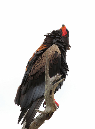 Bateleur (Terathopius ecaudatus), photo 9
