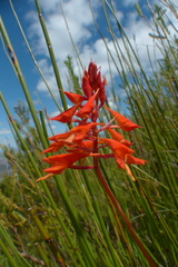 Disa ferruginea