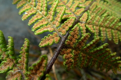 Hypolepis ambigua x h rufobarbata