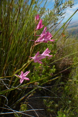 Disa gladioliflora