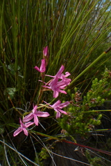 Disa gladioliflora