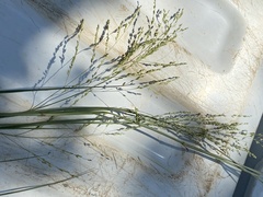 Panicum coloratum