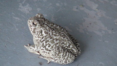 Anaxyrus fowleri